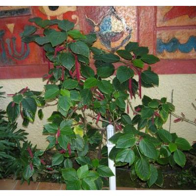 Amaranthus caudatus L. 