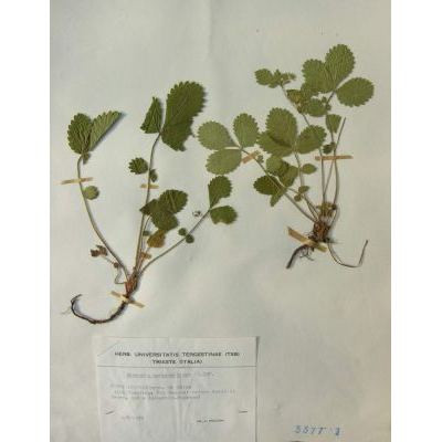 Aremonia agrimonoides (L.) DC. subsp. agrimonoides 