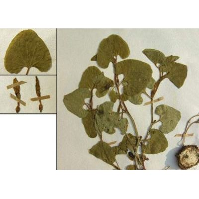Aristolochia pallida Willd. 