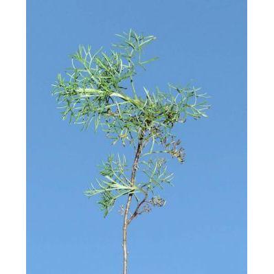 Artemisia campestris L. subsp. campestris 