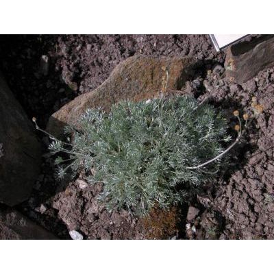 Artemisia glacialis L. 