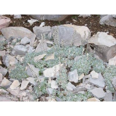 Artemisia petrosa (Baumg.) Jan subsp. petrosa 