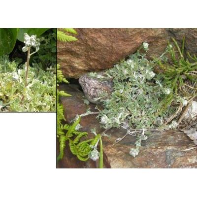 Artemisia umbelliformis Lam. subsp. umbelliformis 