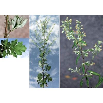 Artemisia vulgaris L. 