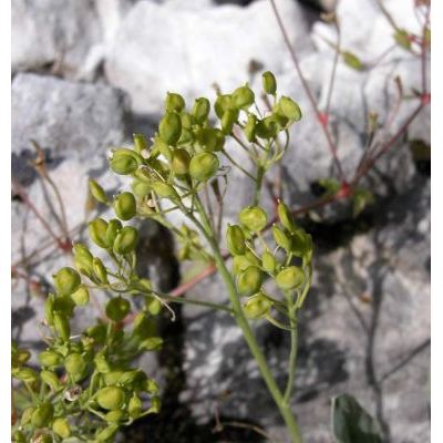 Aurinia saxatilis subsp. megalocarpa (Hausskn.) T. R. Dudley 
