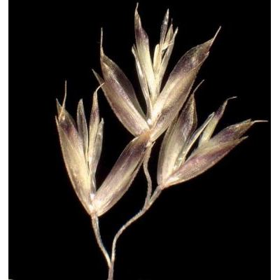 Bellardiochloa variegata (Lam.) Kerguélen subsp. variegata 