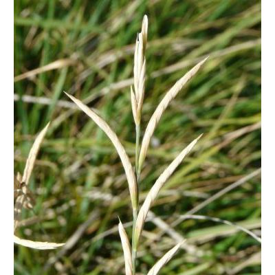 Brachypodium pinnatum (L.) P. Beauv. 