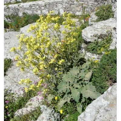 Brassica villosa Biv. subsp. drepanensis (Caruel) Raimondo & Mazzola 