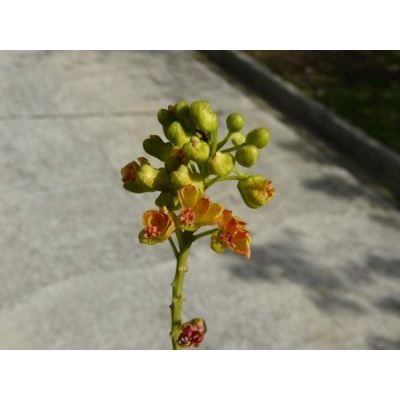 Caesalpinia spinosa (Molina) Kuntze 