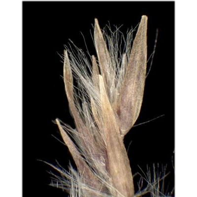 Calamagrostis canescens (Weber) Roth 