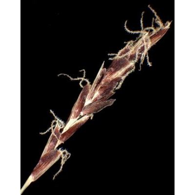 Carex brachystachys Schrank 