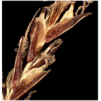 Carex ferruginea Scop. subsp. ferruginea 