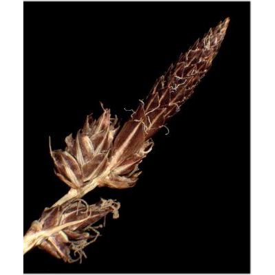 Carex fritschii Waisb. 