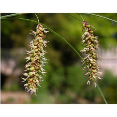 Carex laevigata Sm. 