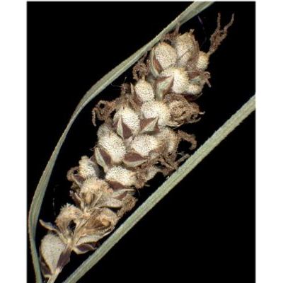 Carex filiformis L. 