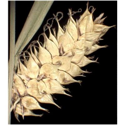 Carex vesicaria L. 
