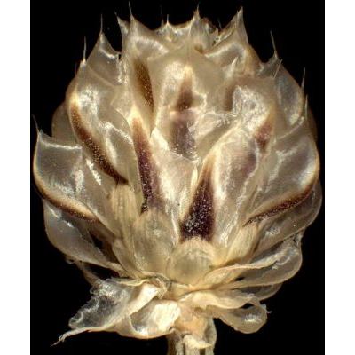 Centaurea deusta Ten. subsp. splendens (Arcang.) Matthäs & Pignatti 