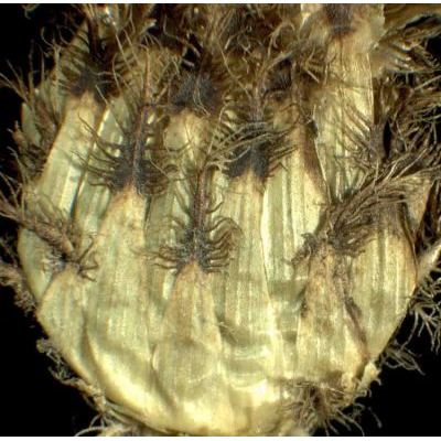 Centaurea macroptilon Borbás 