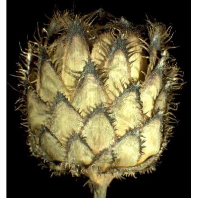 Centaurea scabiosa subsp. fritschii (Hayek) Hayek 