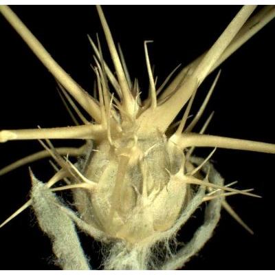 Centaurea solstitialis L. subsp. solstitialis 