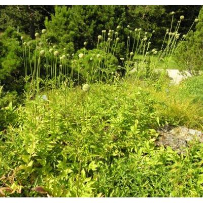 Cephalaria alpina (L.) Schrad. 