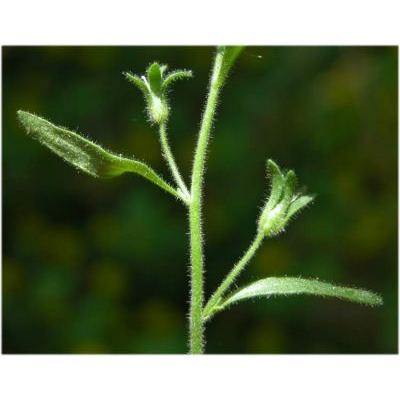 Microrrhinum litorale (Willd.) Speta 