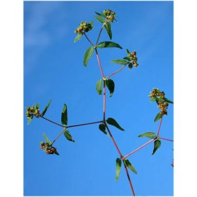 Euphorbia peplis L. 