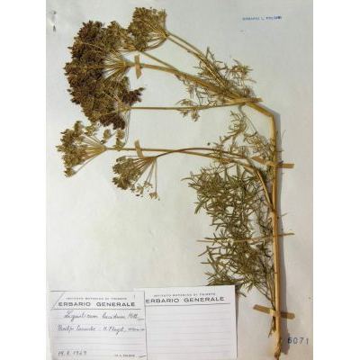 Ligusticum lucidum subsp. seguieri (Jacq.) Leute 
