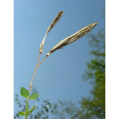 Cytisophyllum sessilifolium (L.) O. Lang 