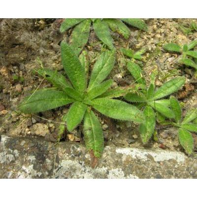 Echium italicum subsp. biebersteinii (Lacaita) Greuter & Burdet 