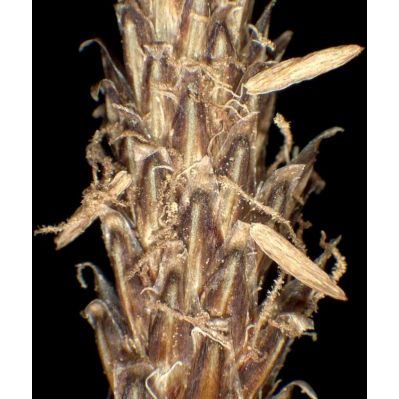 Eleocharis palustris (L.) Roem. & Schult. subsp. palustris 
