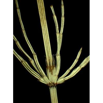 Equisetum palustre L. 