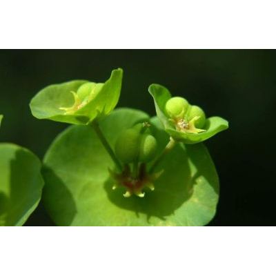 Euphorbia amygdaloides L. subsp. amygdaloides 