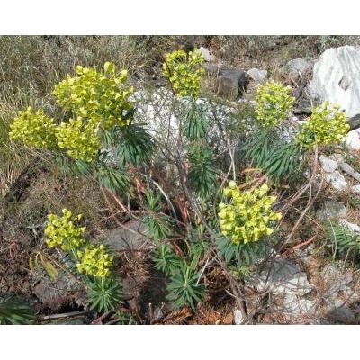 Euphorbia characias subsp. wulfenii (Hoppe ex W. D. J. Koch) Radcl.-Sm. 