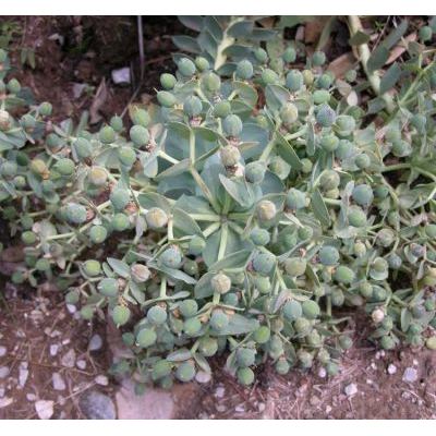 Euphorbia myrsinites L. subsp. myrsinites 