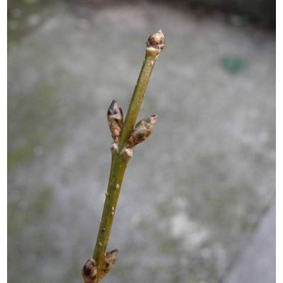 Forsythia suspensa (Thunb.) Vahl 