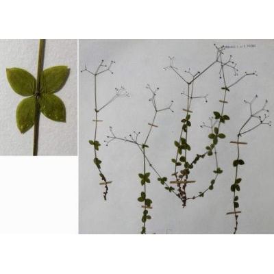 Galium rotundifolium L. subsp. rotundifolium 