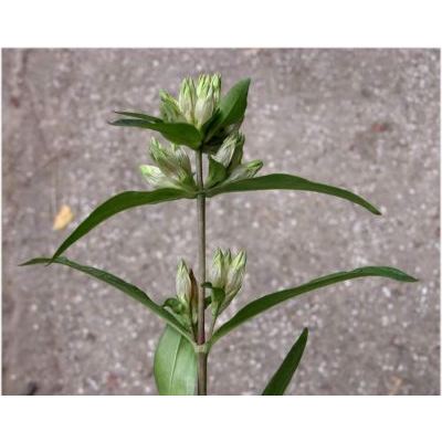 Gentiana cruciata L. subsp. cruciata 