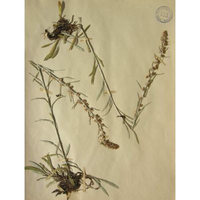 Omalotheca sylvatica (L.) Sch.Bip. & F.W.Schultz 