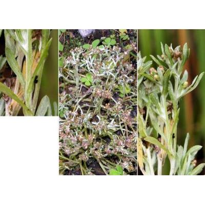 Gnaphalium uliginosum L. subsp. uliginosum 