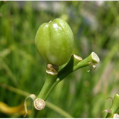 Hemerocallis lilio-asphodelus L. 