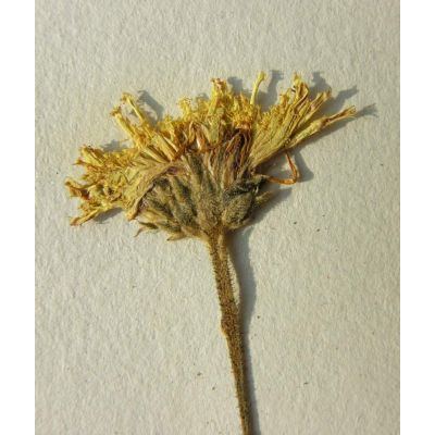 Hieracium macranthum (Ten.) Ten. 