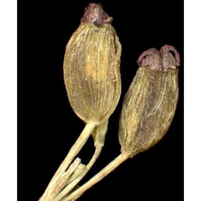 Holandrea carvifolium-chabraei (Crantz) Soldano, Galasso & Banfi 