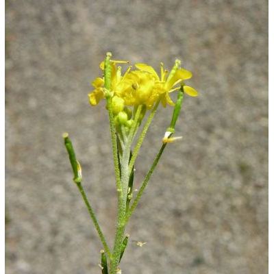 Descurainia tanacetifolia (L.) Prantl subsp. tanacetifolia 