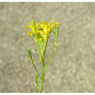 Descurainia tanacetifolia (L.) Prantl subsp. tanacetifolia 