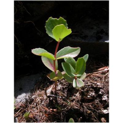 Hylotelephium maximum (L.) Holub subsp. maximum 