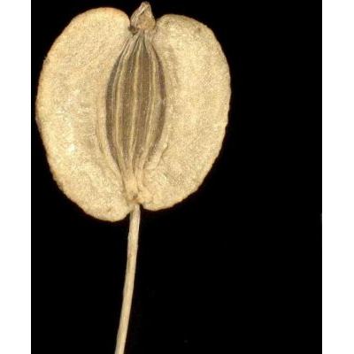 Peucedanum ostruthium (L.) W. D. J. Koch 