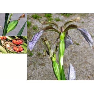 Iris foetidissima L. 