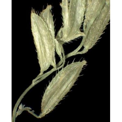 Leersia oryzoides (L.) Sw. 