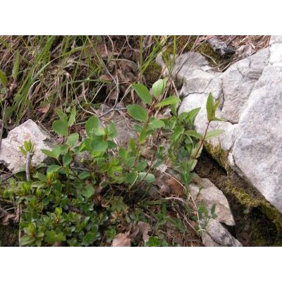 Lonicera caerulea L. subsp. caerulea 